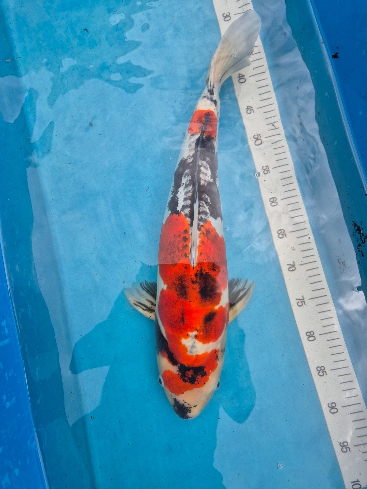 Doitsu Goromo Showa 55 cm, Karper of Koi