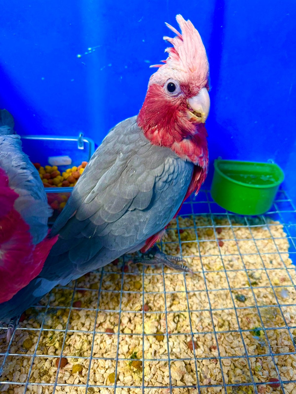 Jonge rosé kaketoe’s, Meerdere dieren, Papegaai, Pratend