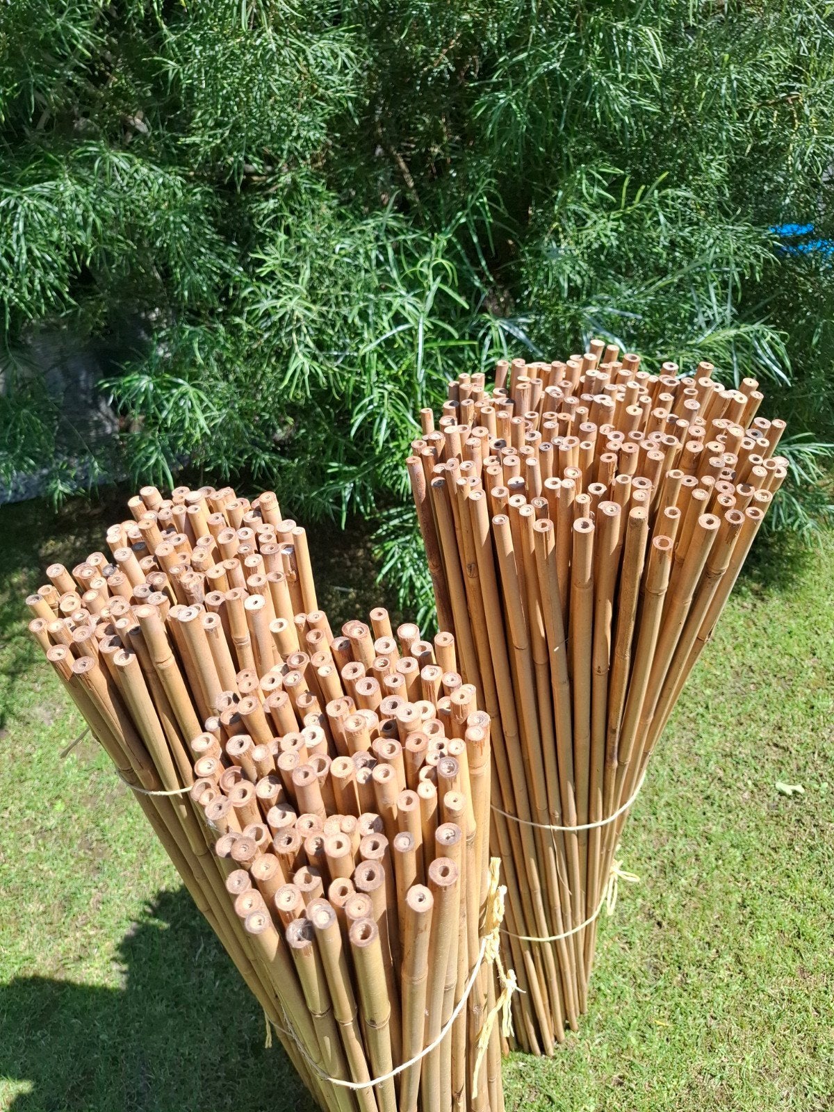 390 Bamboe stokken 1.20m lang, 12-14mm doorsnee, Tuin en Terras, Planten | Tuinplanten, Ophalen, Bloeit niet, Overige soorten