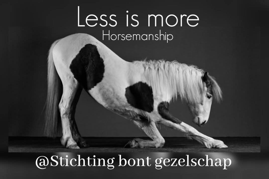 Gezocht: Probleempaard, jong paard