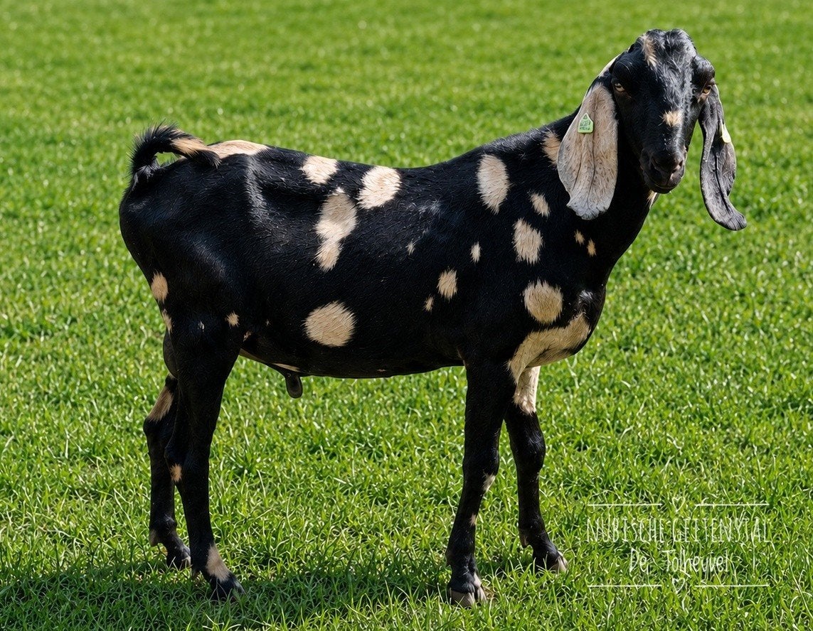 Prachtige nubische bok., Dieren en Toebehoren, Mannelijk, 0 tot 2 jaar