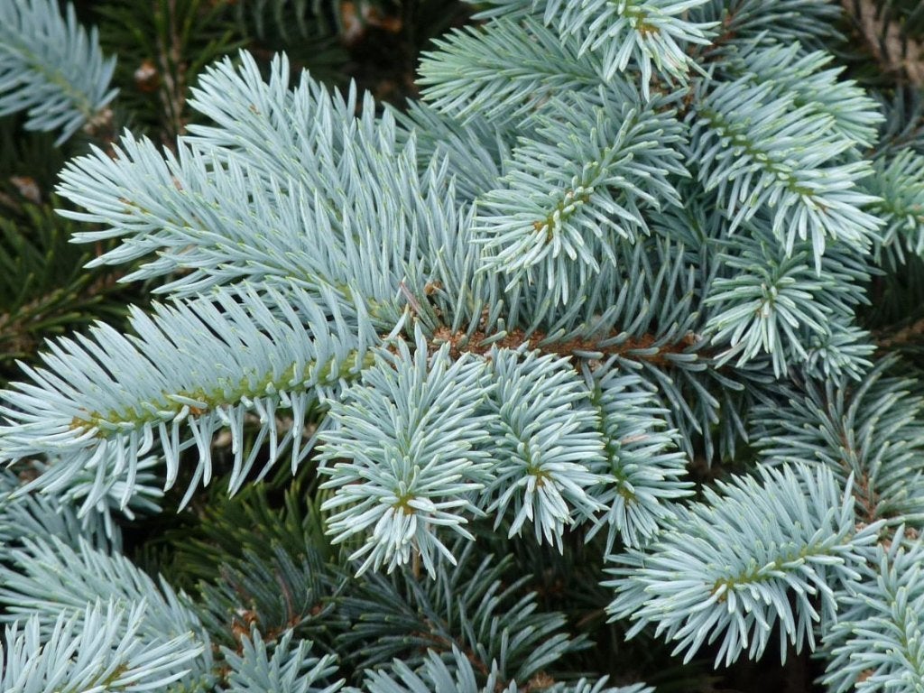 Picea pungens 'Glauca', blauwspar, jonge aanplant, Volle zon, Bloeit niet, Minder dan 100 cm, Overige soorten
