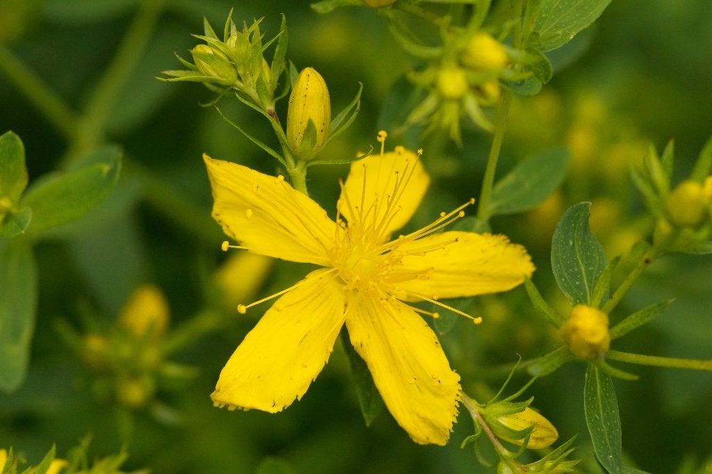 Zaden Sint-Janskruid (Hypericum perforatum) - inheems, bio, Ophalen of Verzenden, Najaar, Volle zon, Zaad