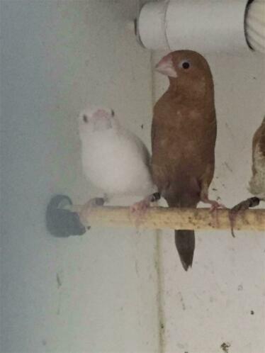 Koppel zilverbekken, Dieren en Toebehoren, Vogels | Overige Vogels, Meerdere dieren