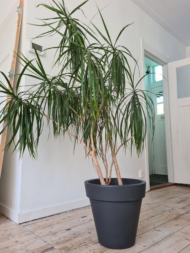 Dracaena marginata (drakenbloedboom) in Elho Pure pot, Ophalen, Overige soorten, Halfschaduw, In pot
