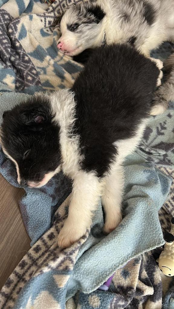 Border collie puppy, Dieren en Toebehoren, Honden | Herdershonden en Veedrijvers, Parvo, België, Particulier, Reu
