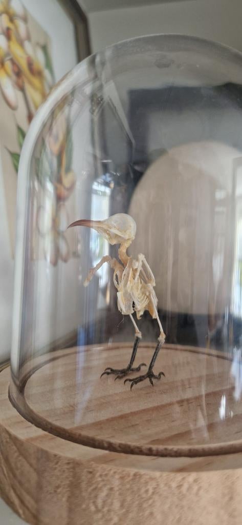 Kolibrie skeletje, Januari, Geslacht onbekend