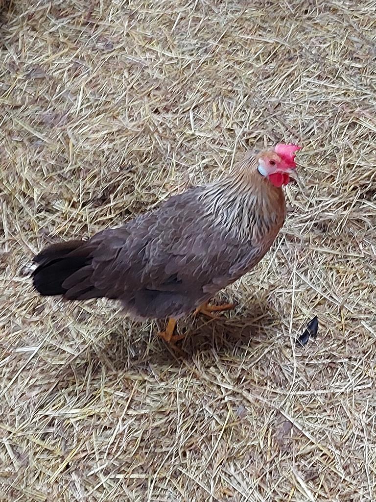 leghorn patrijs kuikens, Geslacht onbekend, Kip