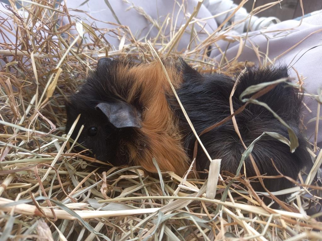 Cavia, Maart, Mannelijk, Cavia