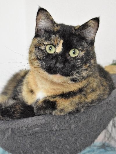 ACE: Fiesta zoekt naar een rustige thuis!, Poes, Kortharig, 6 jaar of ouder