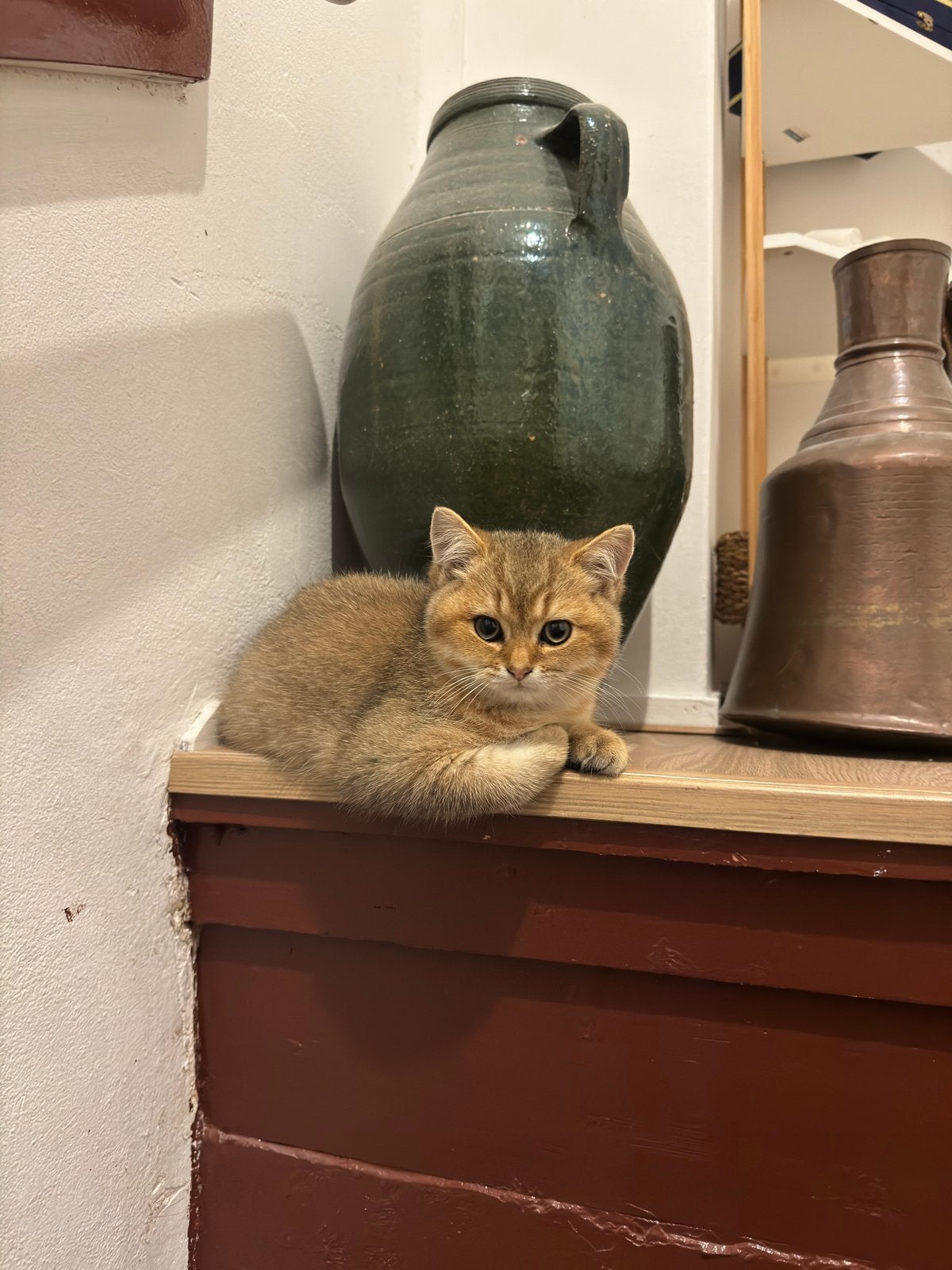 Lief Brits katertje zoekt een nieuw thuis, Dieren en Toebehoren, 0 tot 2 jaar