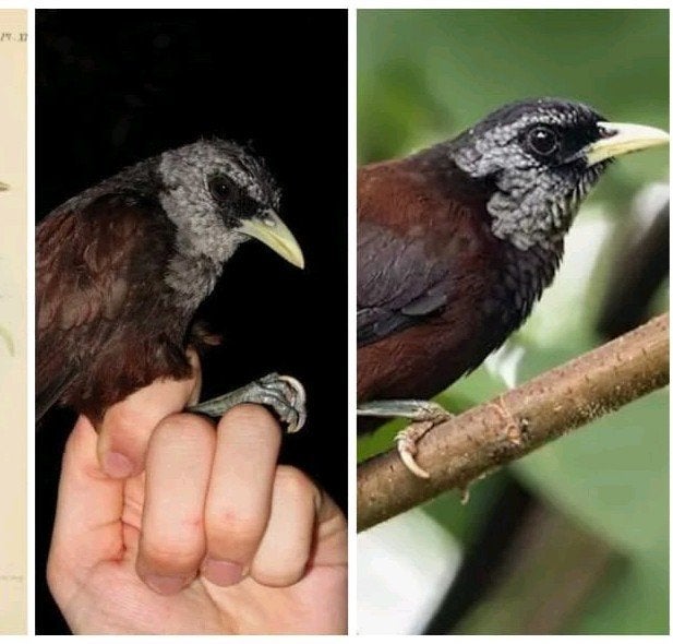 NU TE RESERVEREN | Kapucijntimalia | Goudkruinfiskaal | L, Dieren en Toebehoren, Meerdere dieren, Tropenvogel, Geringd