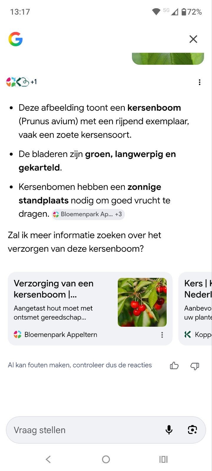 Prunus avium (zoete kers)., Ophalen, 100 tot 250 cm, Kersenboom, Zomer