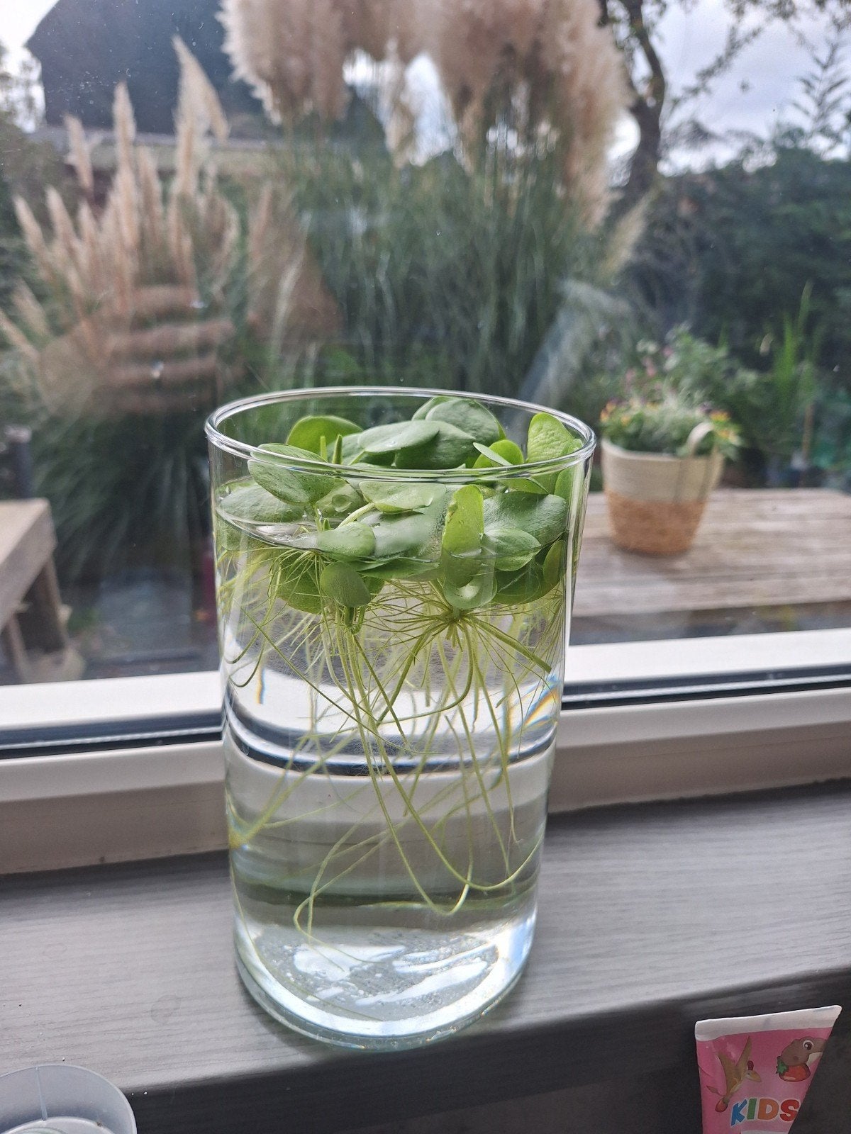 Kikkerbeet (Limnobium laevigatum) - 10+ plantjes, Ophalen, Plant(en), Steen of Hout