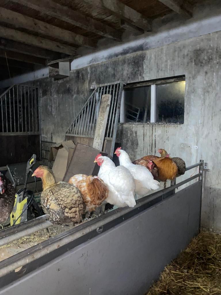 Hele mooie kippen te koop!, Dieren en Toebehoren, Pluimvee, Meerdere dieren, Kip