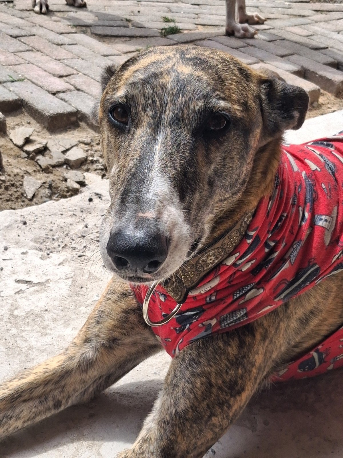 SUNSHINE TER ADOPTIE, Dieren en Toebehoren, Honden | Niet-rashonden, Groot, Teef, Particulier, Eén hond, Buitenland, 6 jaar of ouder