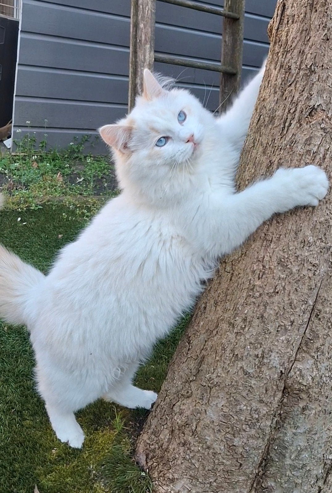 Crème bicolor dekkater ragdoll, stamboom en getest, Dieren en Toebehoren, Katten en Kittens | Dekkaters