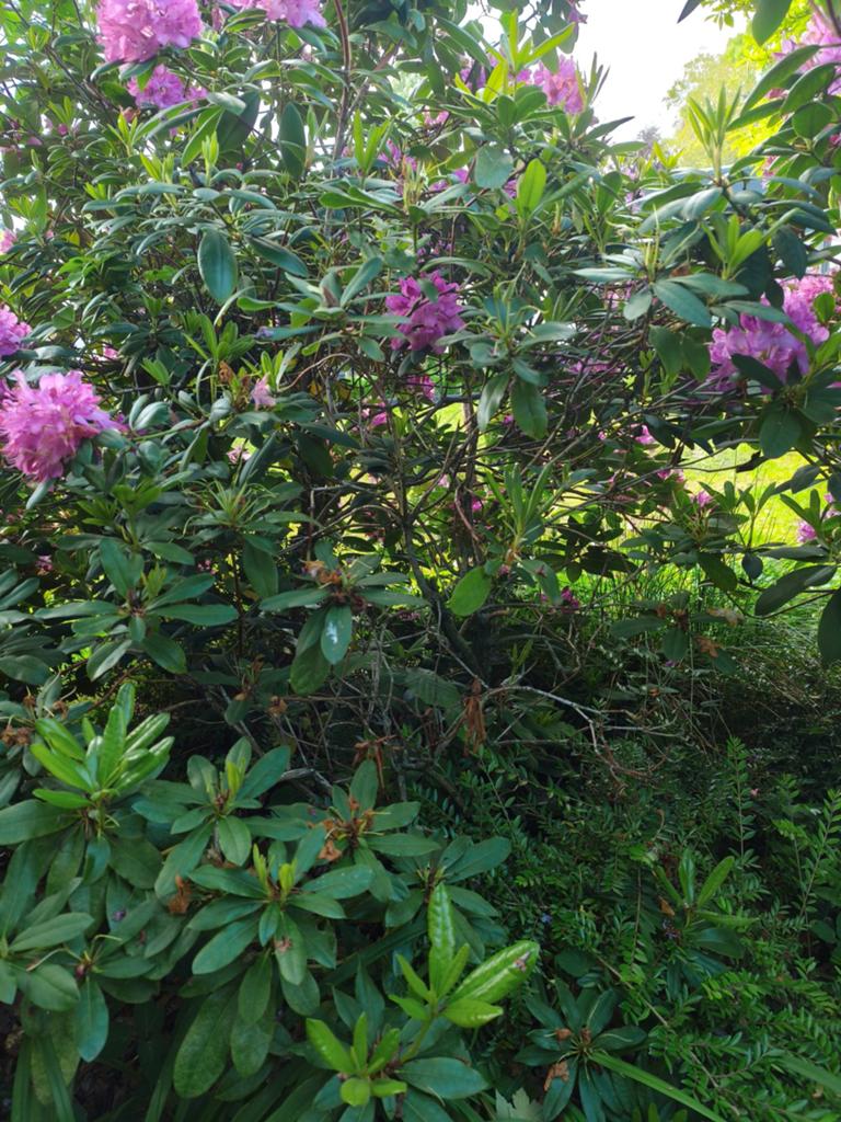 Paarse Rhododendron - ongeveer 100 cm, Ophalen