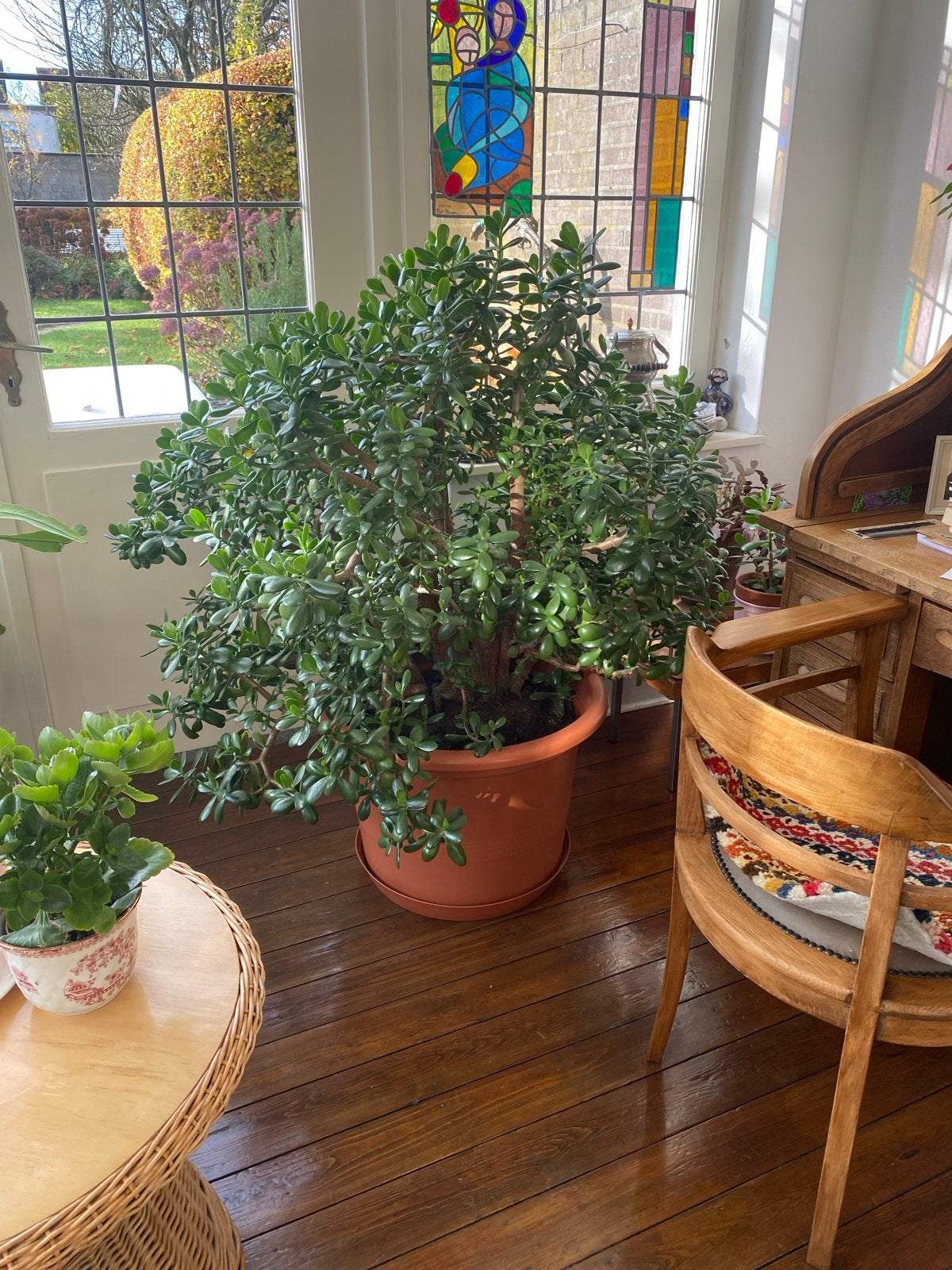 Grote Crassula Ovata (Jadeplant) - Prachtige Vetplant, Huis en Inrichting, Ophalen, Vetplant, 100 tot 150 cm, In pot