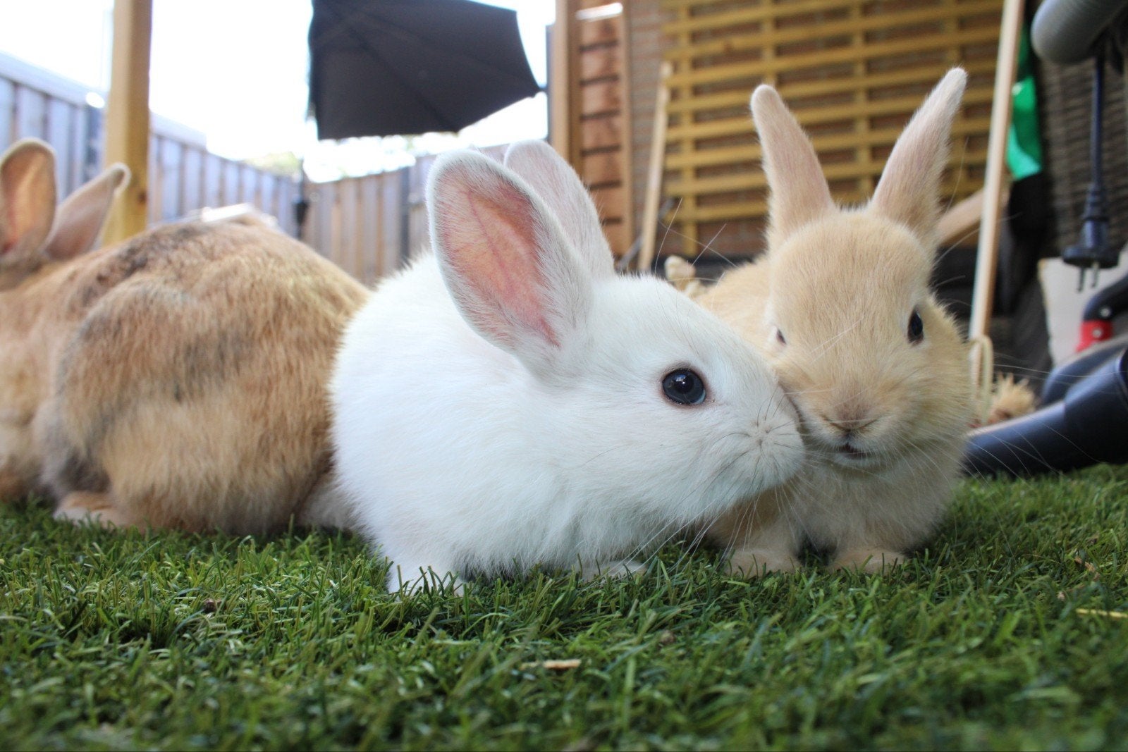 baby konijnen, Juni, Meerdere dieren, Overige typen