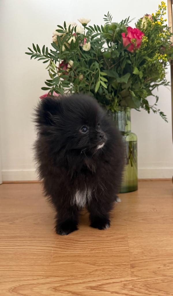 Pomeriaan/ Pomerianen Bearface Tea cup mini pups te koop, Keeshond, 8 tot 15 weken, Parvo, Meerdere