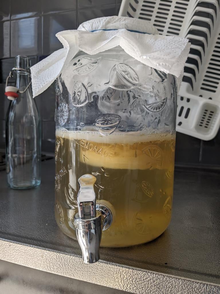 Kombucha scoby, Ophalen
