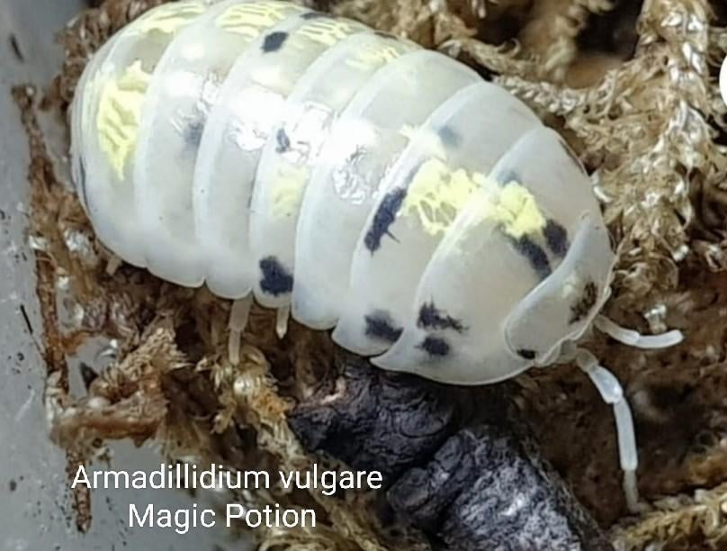 Armadillidium vulgare Magic Potion, Dieren en Toebehoren, Insecten en Spinnen, Overige soorten