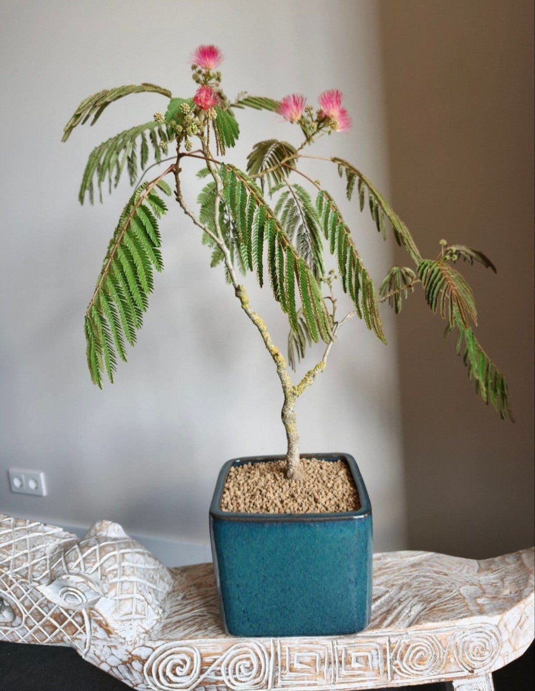 Albizia Perzische Slaapboom bonsai, Tuin en Terras, Ophalen, Bloeit niet, Halfschaduw, Overige soorten