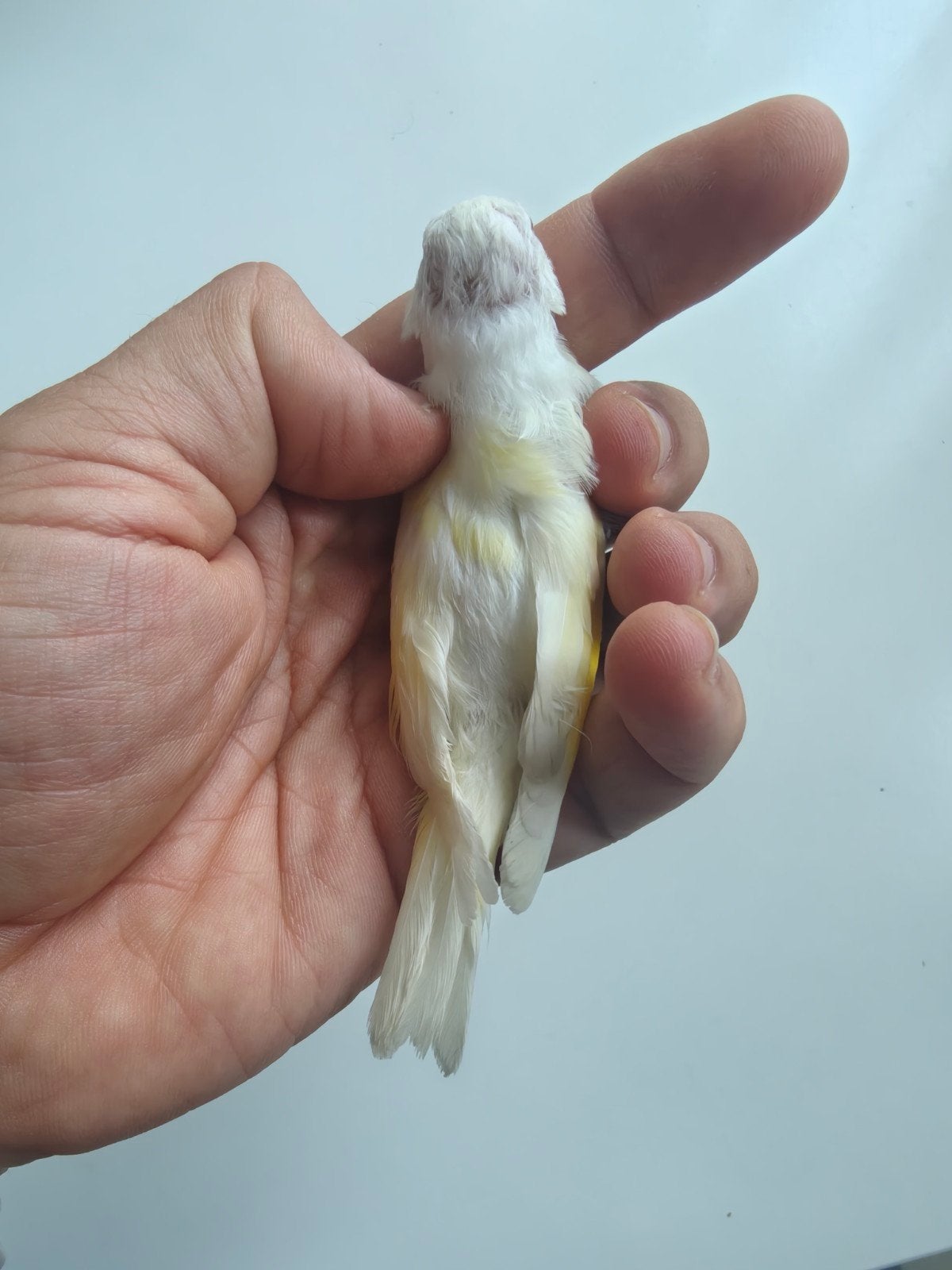 kleine parva putter