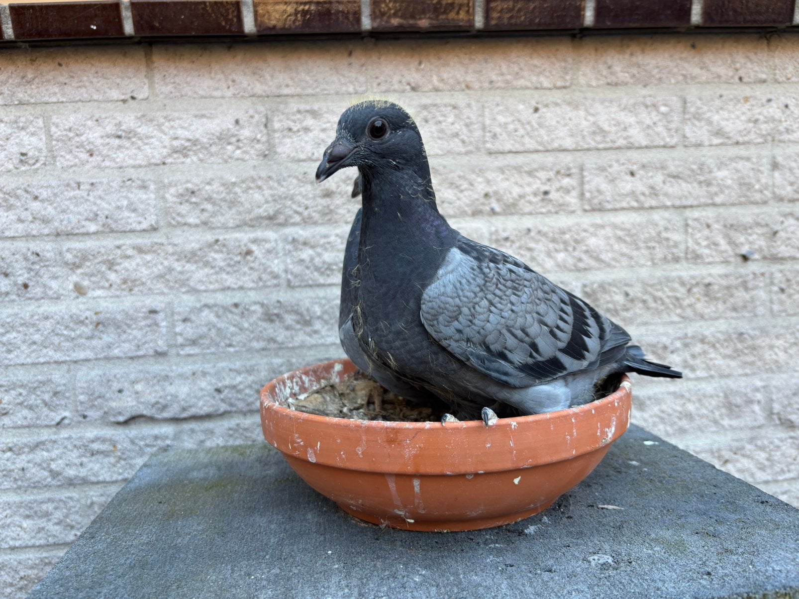 OLR duiven, Dieren en Toebehoren, Meerdere dieren, Overige soorten