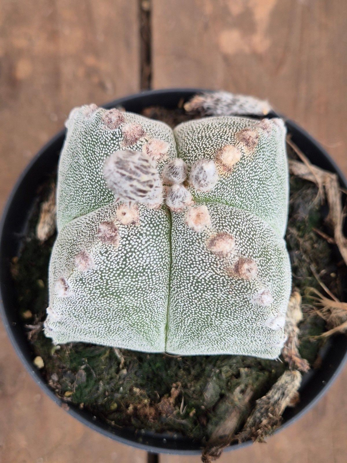 Cactus Astrophytum Myriostigma p10 (3), Ophalen of Verzenden, Cactus, Volle zon, Minder dan 100 cm