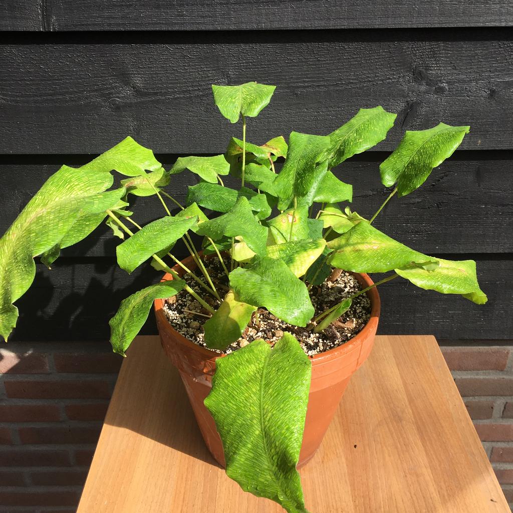 Kamerplant Calathea musaica ‘network’, Ophalen, Overige soorten, Halfschaduw, In pot