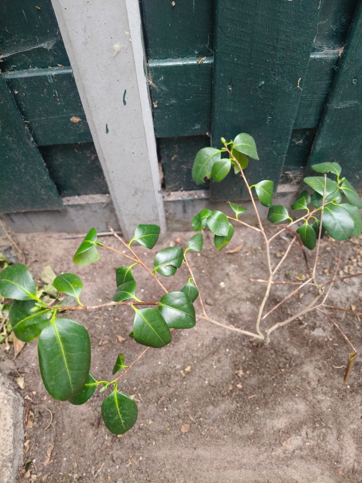 Camellia plant., Ophalen