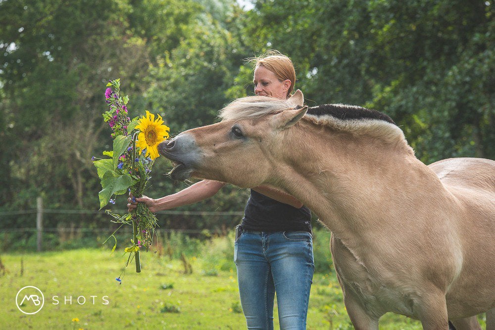 Dressuurinstructie | Training | Massage | Voeding, Verzorging of Verzorgpony's