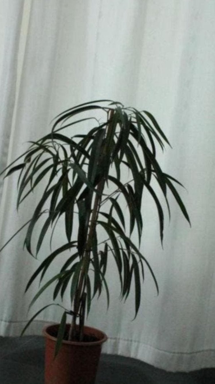 Ficus, Ophalen, Ficus, Halfschaduw, Minder dan 100 cm