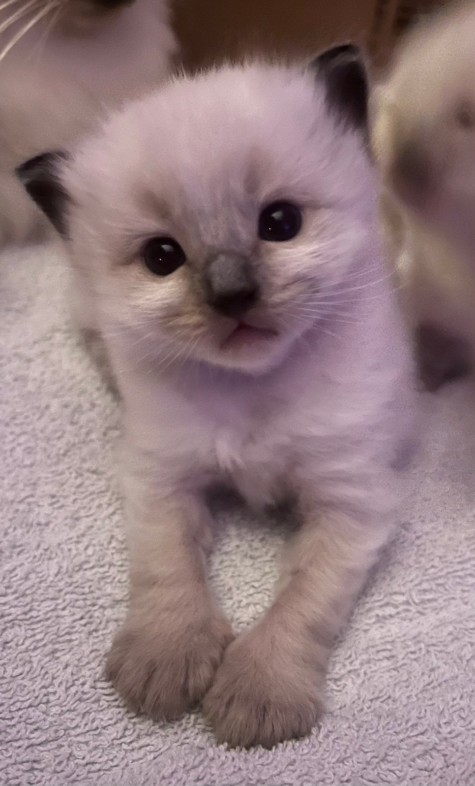 2 prachtige, sociale ragdoll kittens m/v, Meerdere dieren, Langharig, 0 tot 2 jaar