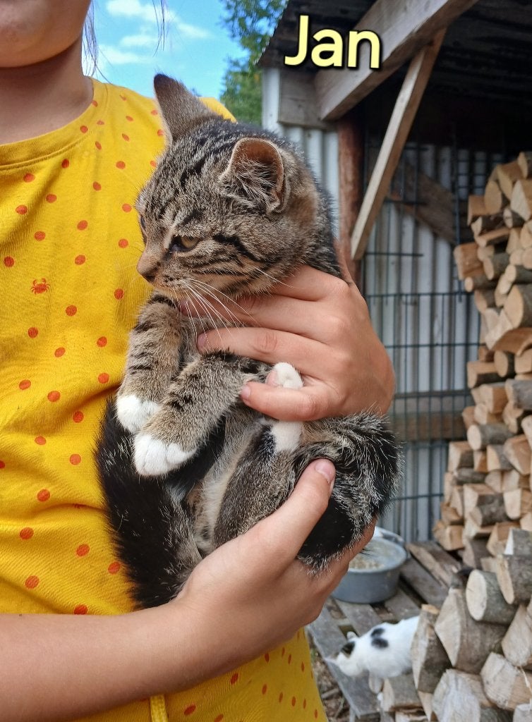Lieve boerderij kittens 3,5 maand oud, Meerdere dieren, Ontwormd, 0 tot 2 jaar