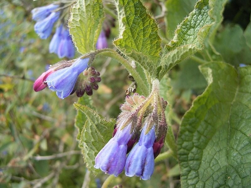 21 Smeerwortel / Symphytum Wisley Blue € 50.00, Bodembedekkers, Volle zon, Vaste plant, Ophalen of Verzenden
