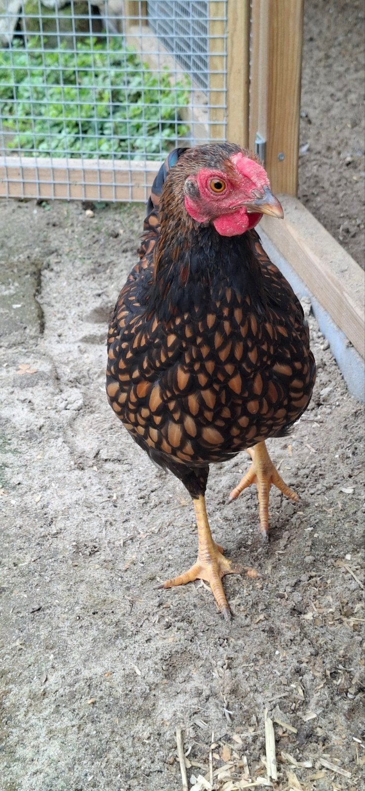 mooie, tamme wyandotte kriel haan goud zwart gezoomd, Dieren en Toebehoren, Mannelijk, Kip