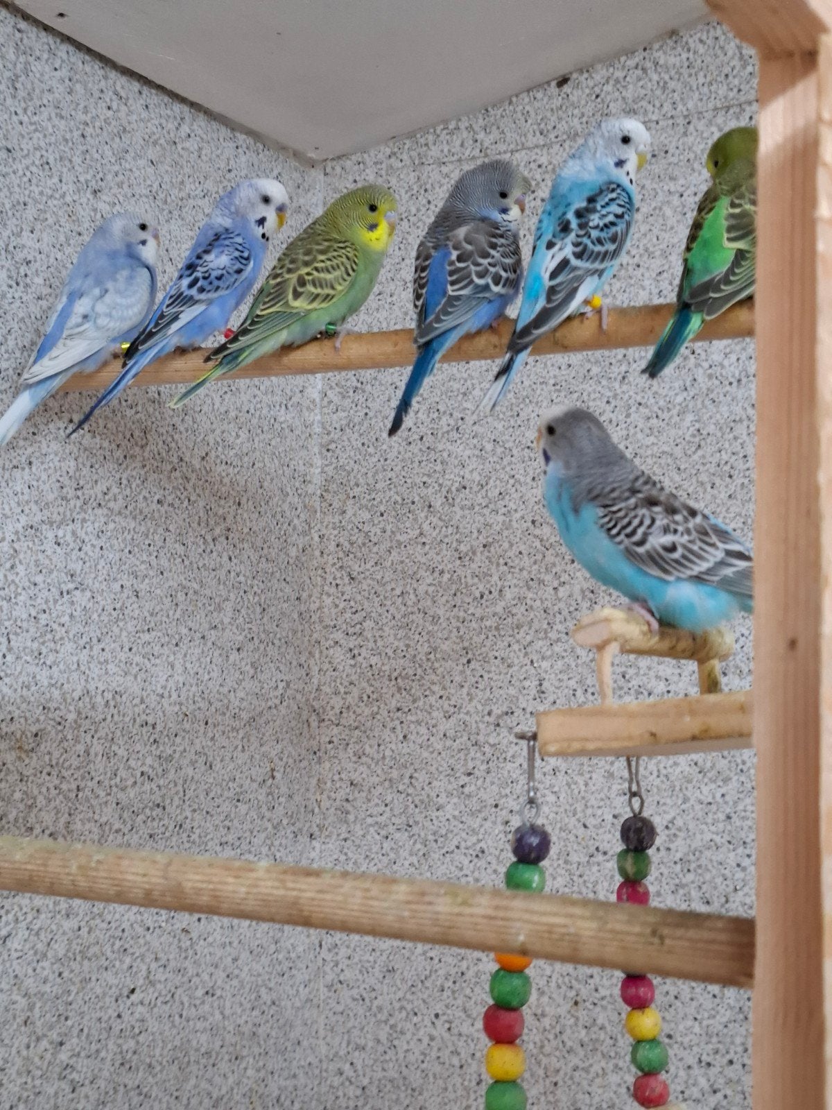Jonge grasparkieten, Dieren en Toebehoren, Vogels | Parkieten en Papegaaien, Meerdere dieren, Parkiet