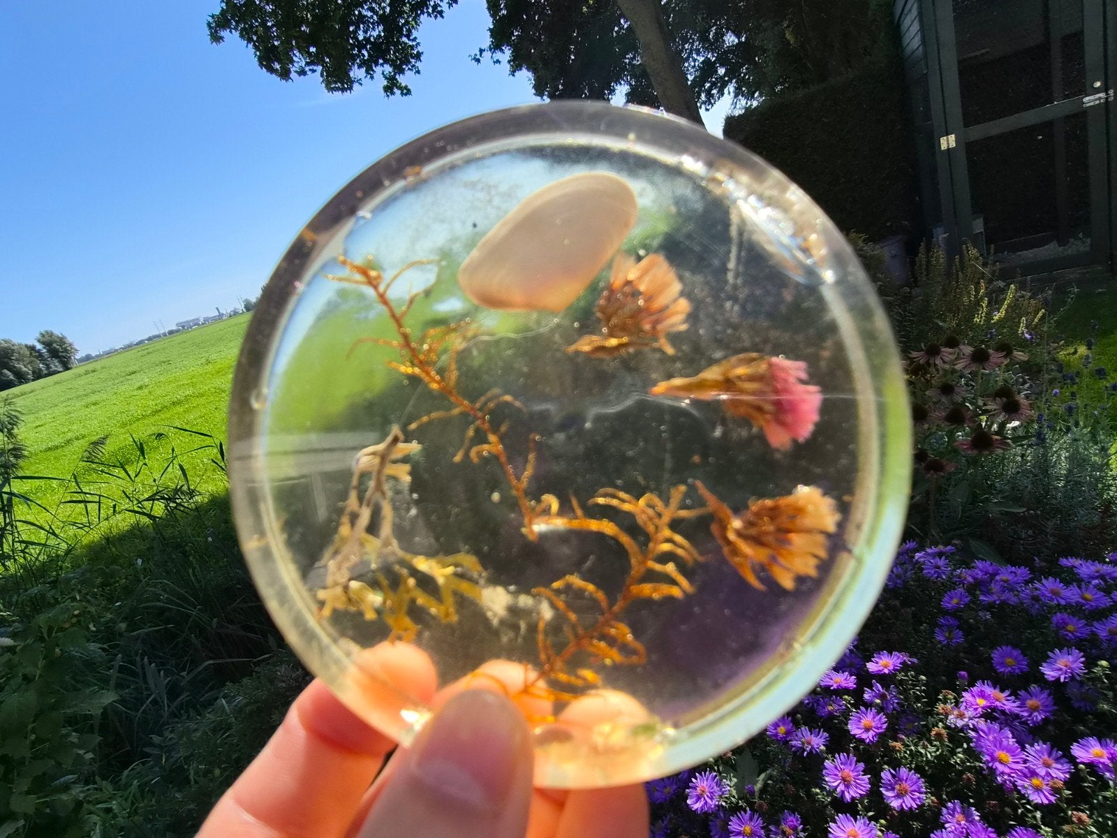 Harsonderzetter gedroogde plantjes, Ophalen of Verzenden