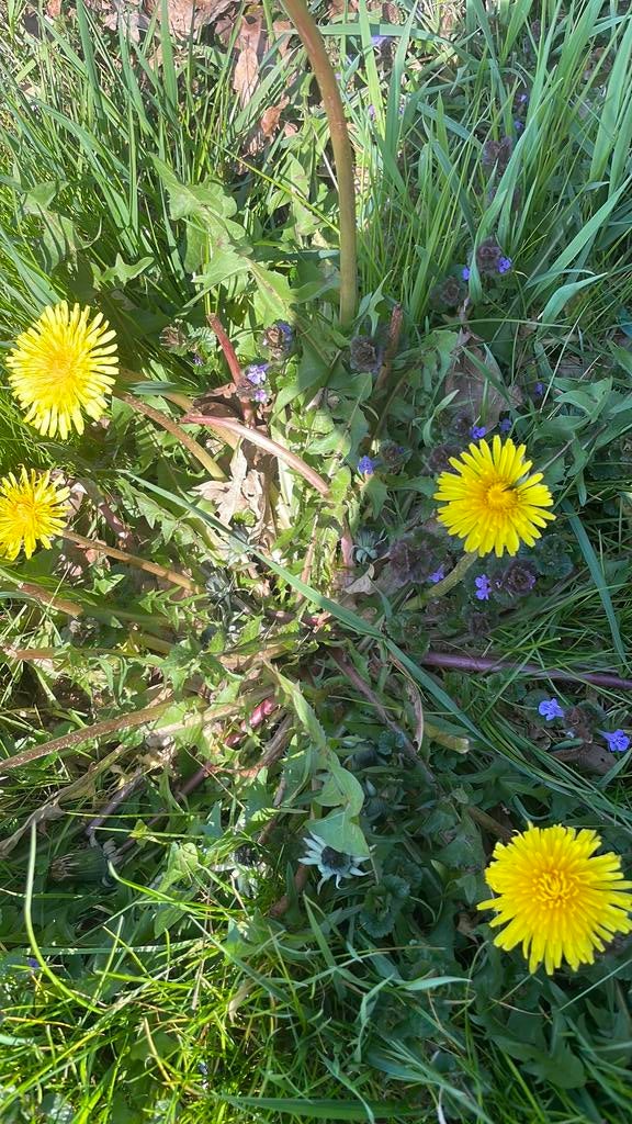 Paardebloem eetbaar 100 stuks 5 euro, Tuin en Terras, Bloembollen en Zaden, Ophalen, Volle zon