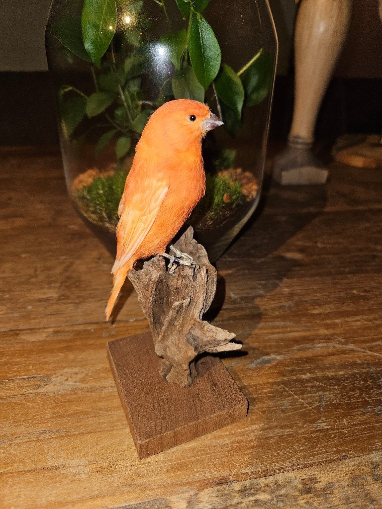 Prachtige opgezette rode kanarie, Ophalen of Verzenden, Nieuw, Vogel, Opgezet dier