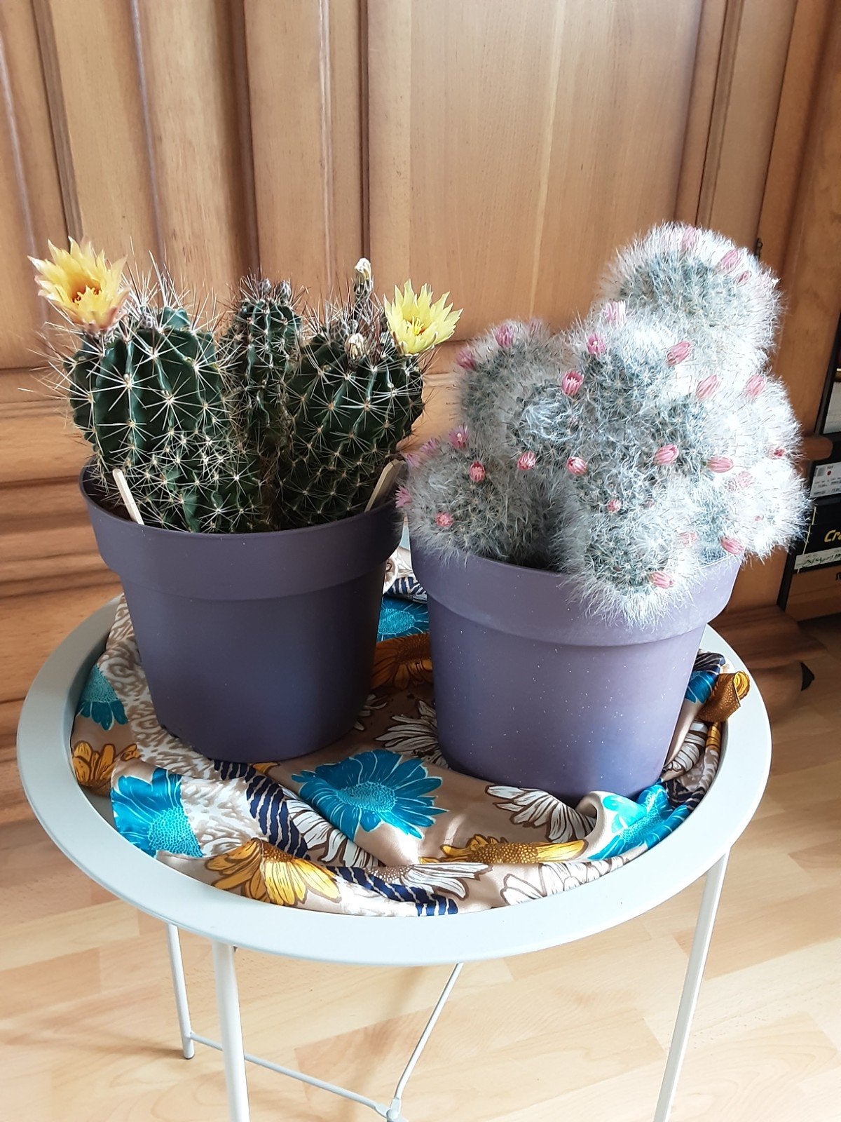 Twee cactussen in pot - diverse afmetingen, Ophalen, Minder dan 100 cm, Bloeiende kamerplant, Volle zon