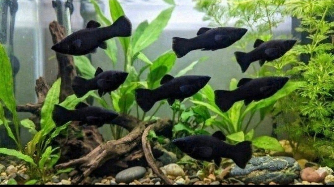 Black Molly's Jongen, Vis