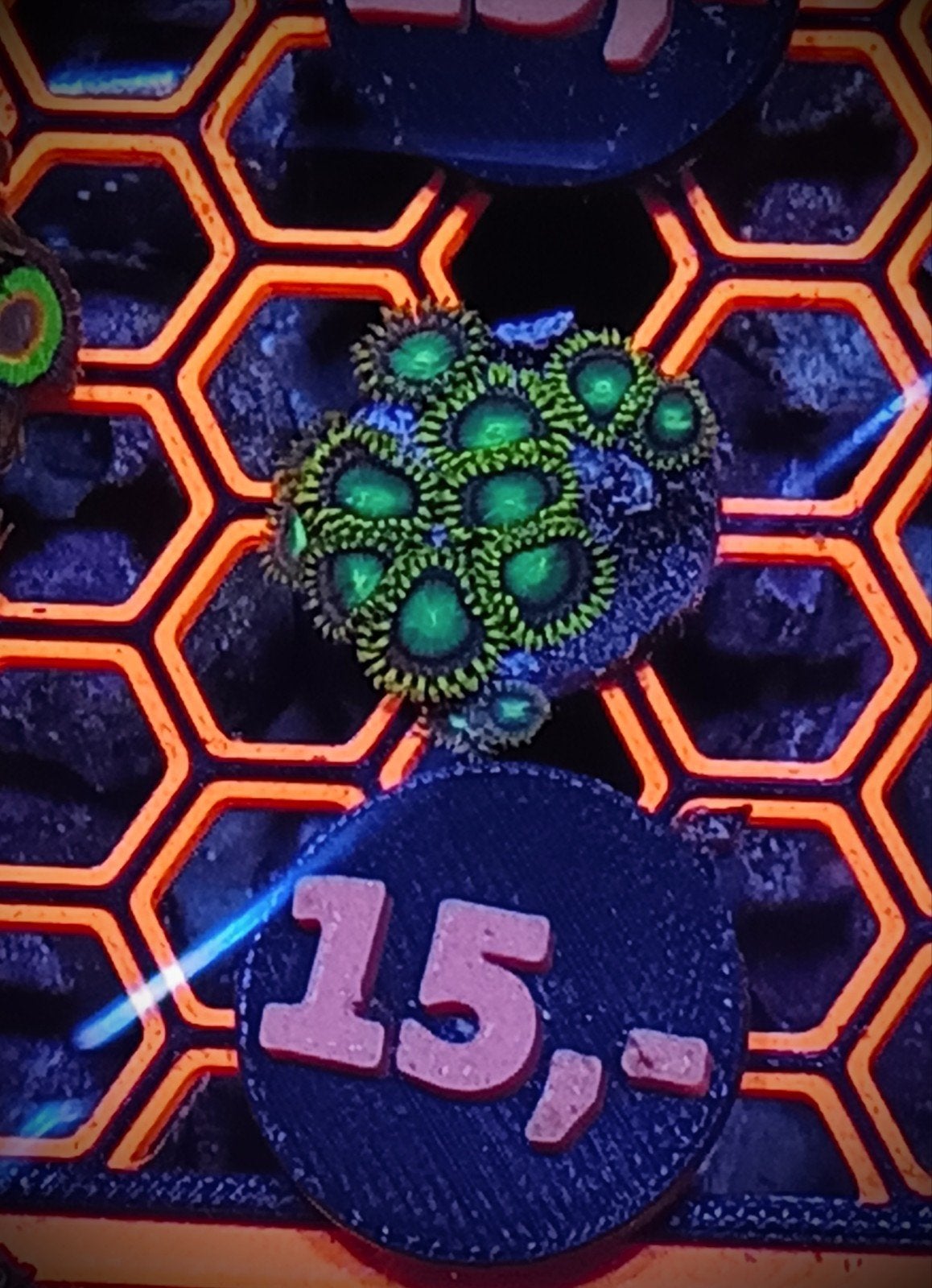 WYSIWYG dragon eyes zoanthids 12+ poliepen, Zoutwatervis