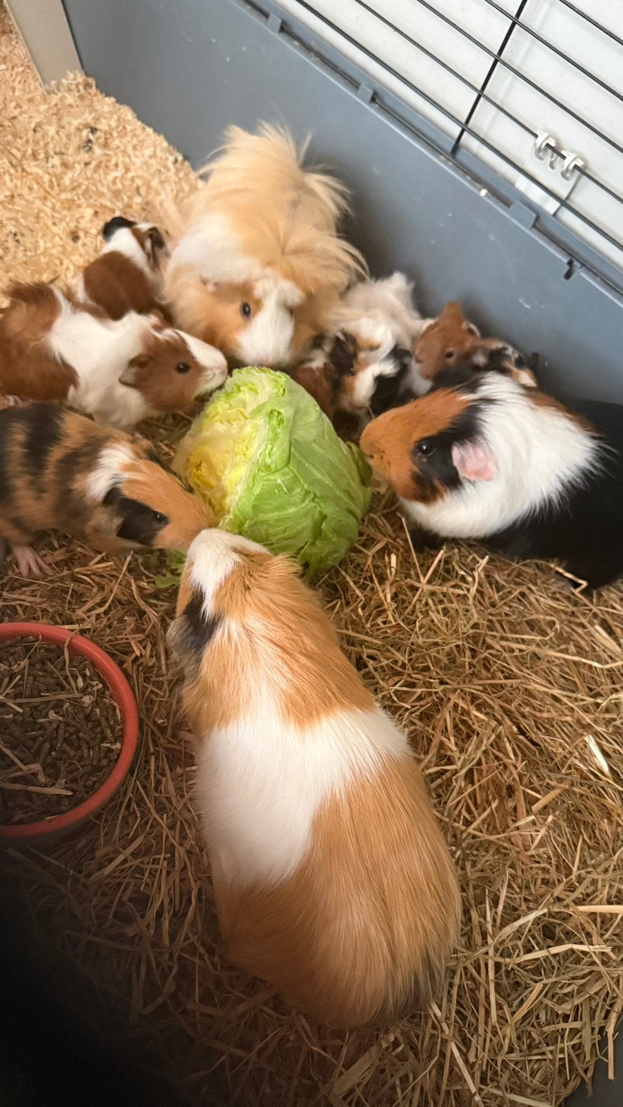 Cavia’s Peruaan langhaar x gladhaar en gladhaar, Dieren en Toebehoren, Knaagdieren, Cavia, Juni, Mannelijk, Tam