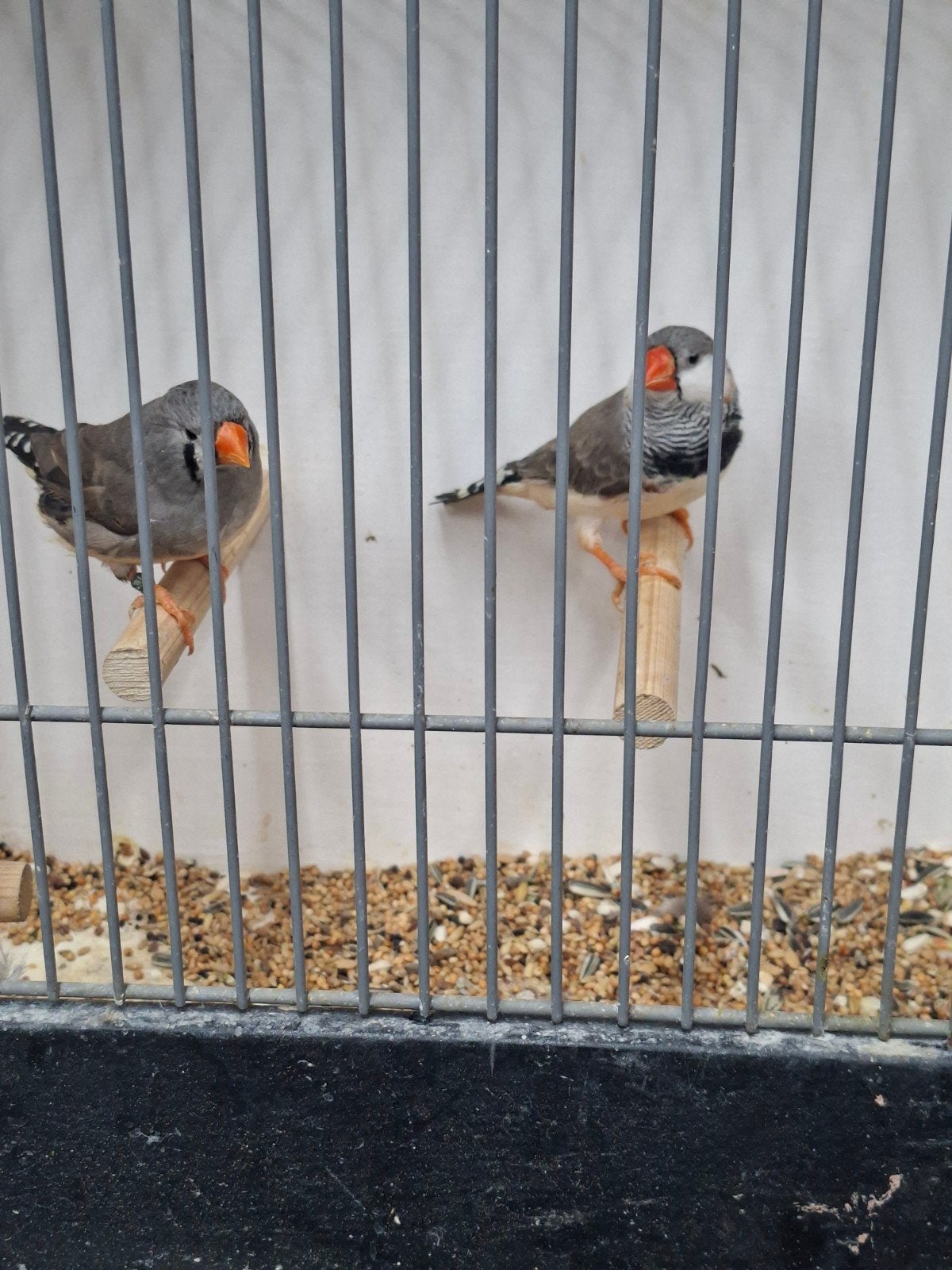 te koop diverse vogels, Dieren en Toebehoren, Meerdere dieren