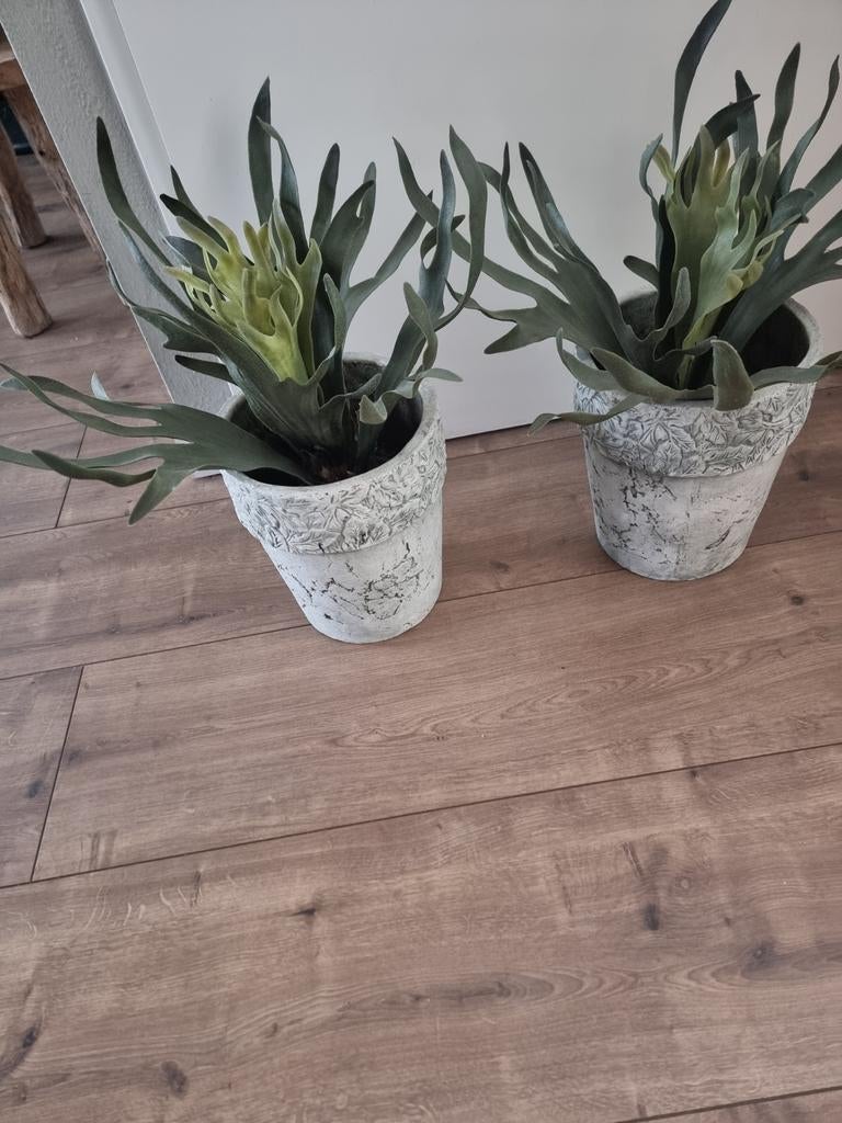 Twee kunstplanten groot  in pot - Hertshoornvaren, Ophalen, Overige soorten, Halfschaduw, In pot