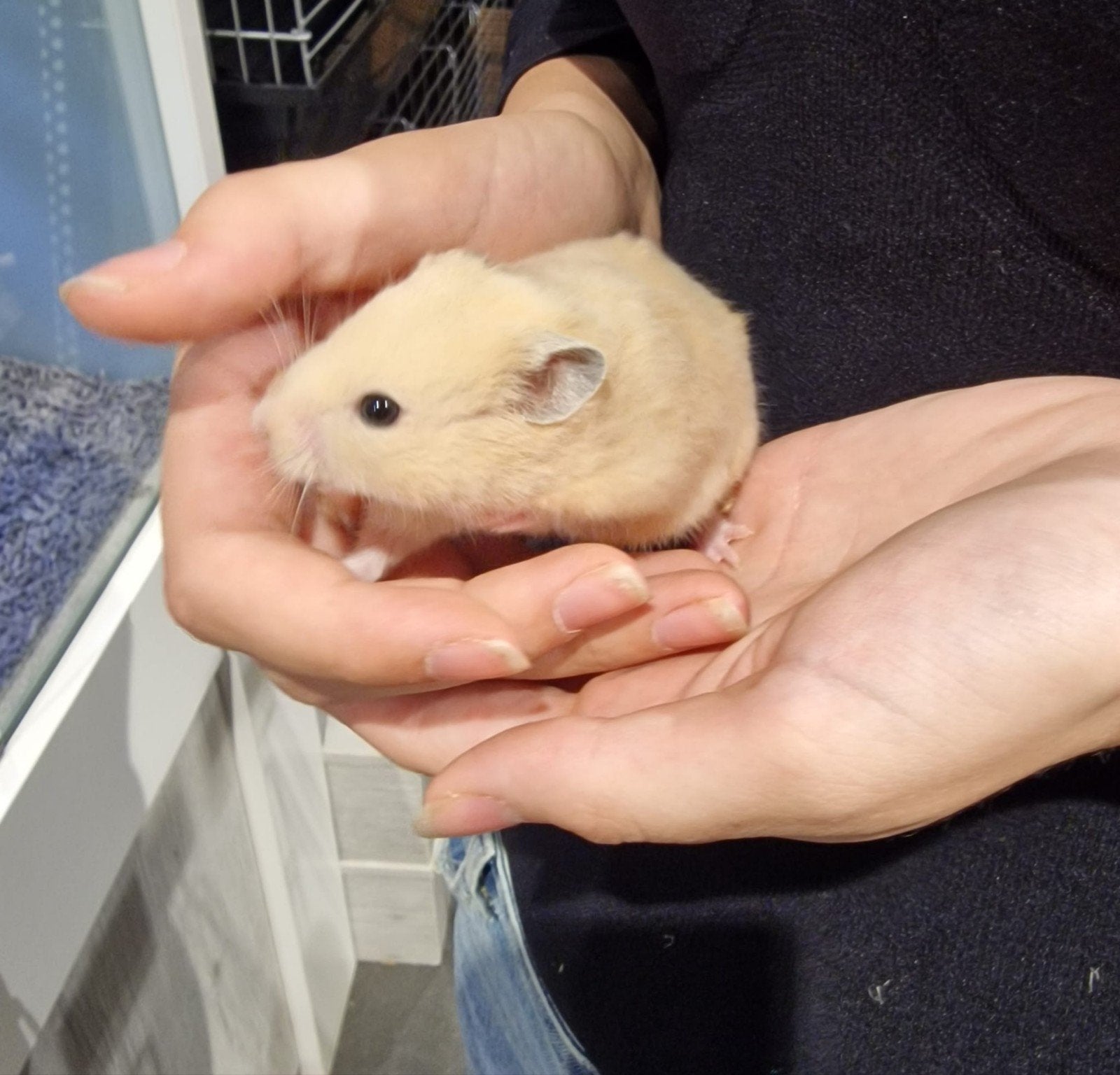 Foto 8 van Syrische hamsters super lief en super tam.